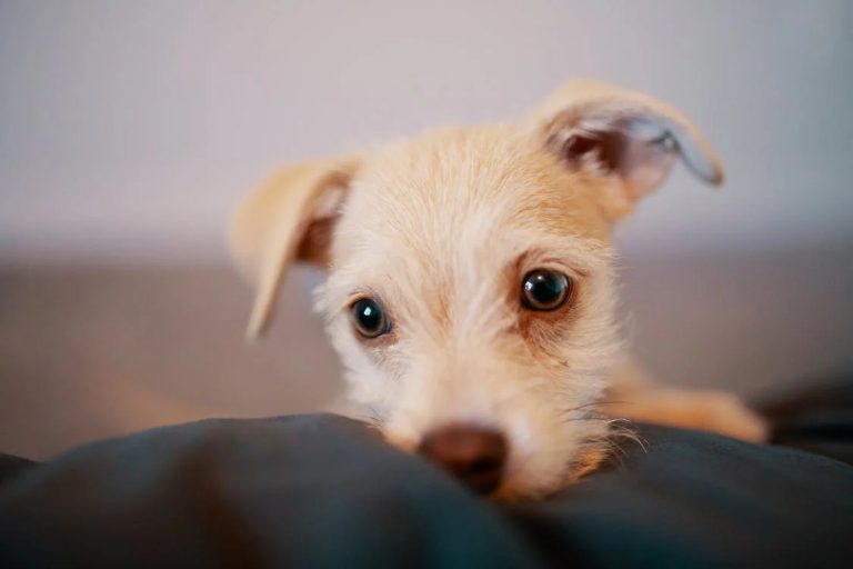 Pet-friendly Condominiums around Metro Manila